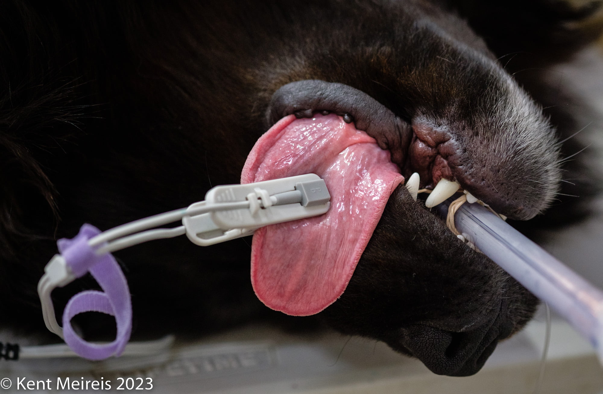 Arlee Spay and Neuter Clinic